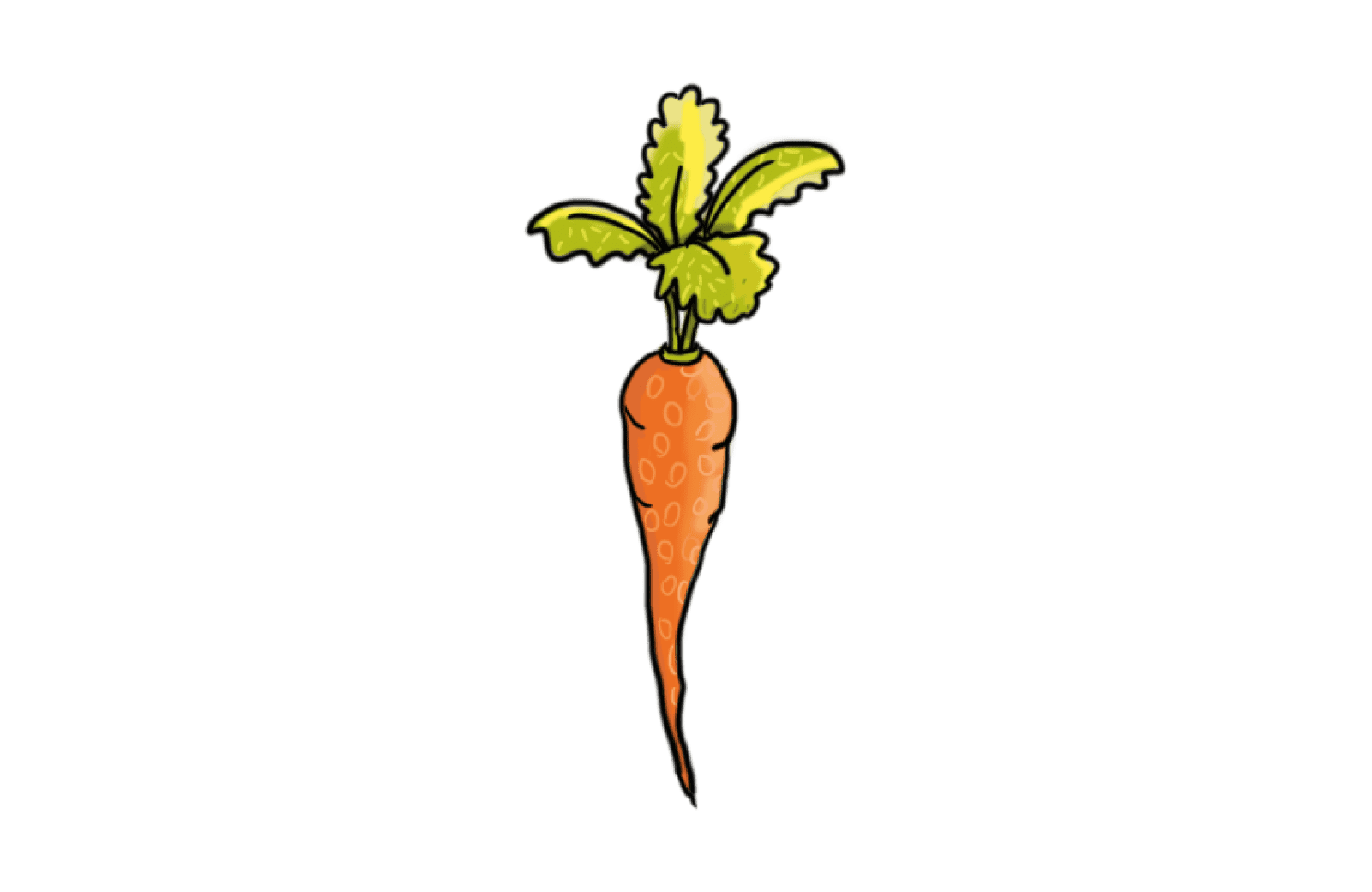 Lichtjesroute wortel